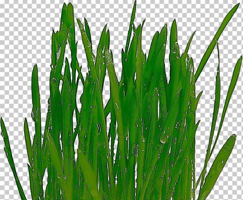 Grass Plant Green Grass Family Leaf PNG, Clipart, Flower, Grass, Grass Family, Green, Leaf Free PNG Download