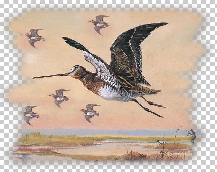 Cygnini Goose Beak Duck Anatidae PNG, Clipart, Anatidae, Animalier, Animals, Art, Beak Free PNG Download