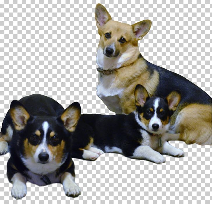 Cardigan Welsh Corgi Pembroke Welsh Corgi Puppy Italian Greyhound Companion Dog PNG, Clipart, Animals, Breed, Breeder, Canadian Kennel Club, Cardigan Welsh Corgi Free PNG Download