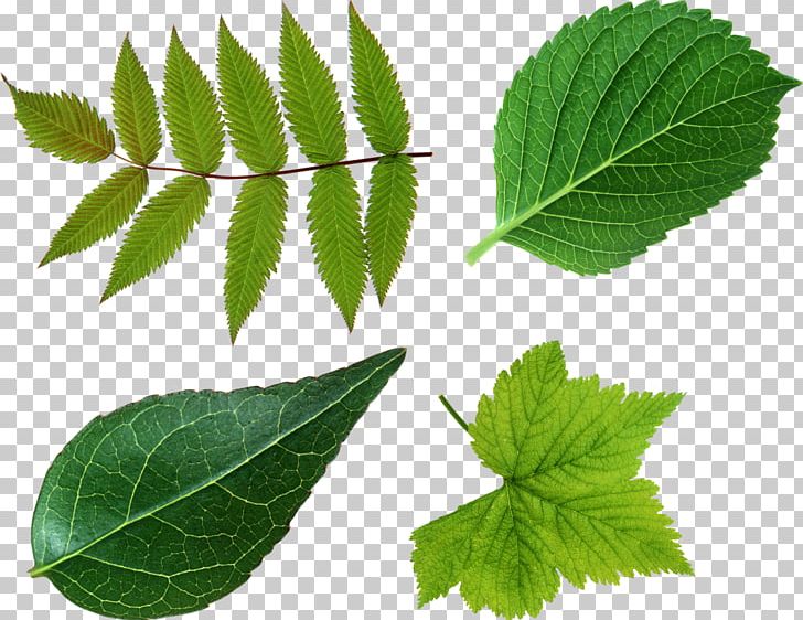 Look At Leaves Leaf PNG, Clipart, Desktop Wallpaper, Download, Elm Family, Green Leaves, Herbalism Free PNG Download