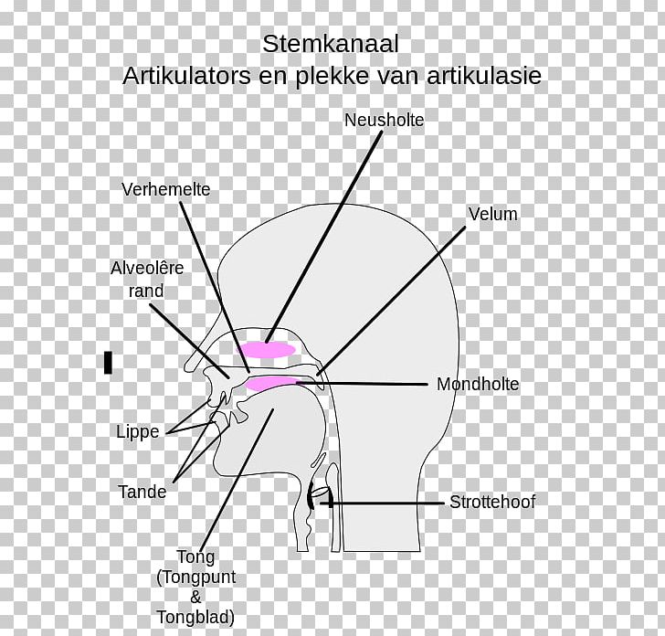Place Of Articulation Pronunciation Linguistics Phonetics PNG, Clipart, Angle, Area, Arm, Articulation, Circle Free PNG Download