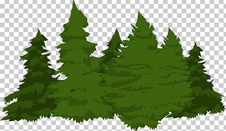 Forest Pine Conifers PNG, Clipart, Biome, Christmas Tree, Conifer, Conifers, Evergreen Free PNG Download