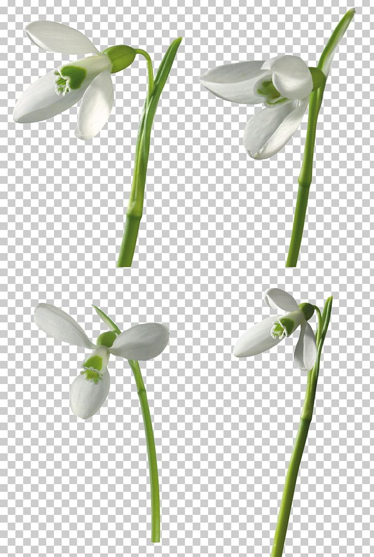 Snowdrop PNG, Clipart, Alpha Mapping, Computer Graphics, Flora, Flower, Flowering Plant Free PNG Download
