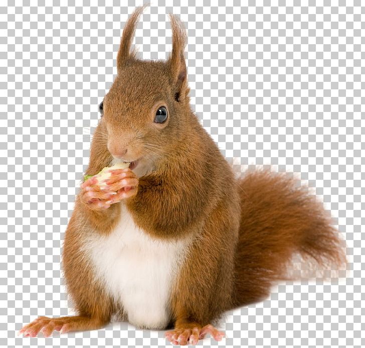 American Red Squirrel Rodent European Pine Marten Tree Squirrel PNG, Clipart, Chipmunk, Christmas, Christmas Card, Fauna, Mammal Free PNG Download