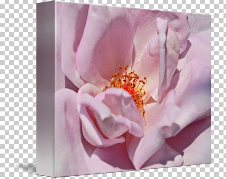 Centifolia Roses Fine Art Plant Petal PNG, Clipart, Art, Blossom, Camellia, Celebrities, Centifolia Roses Free PNG Download