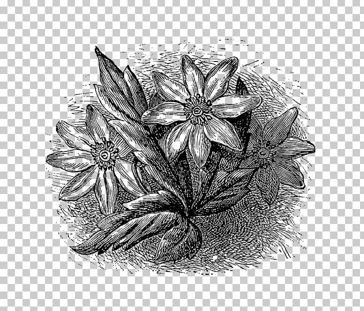 Drawing /m/02csf Flower PNG, Clipart, Anemone, Artwork, Black And White, Botanical Flower, Digital Free PNG Download