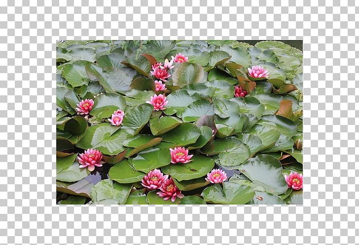 Flower Groundcover PNG, Clipart, Flower, Groundcover, Nature, Plant Free PNG Download