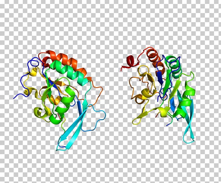 POLR2A RNA Polymerase II SND1 PNG, Clipart, Area, Art, Dna, Enzyme, Gene Free PNG Download