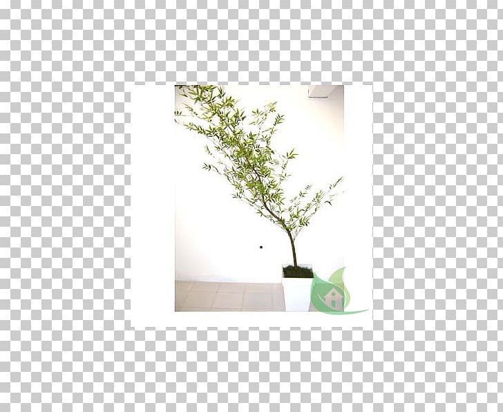 Flowerpot Houseplant Product Design Bamboo PNG, Clipart, Bamboo, Branch, Flowerpot, Houseplant, Phyllostachys Edulis Free PNG Download