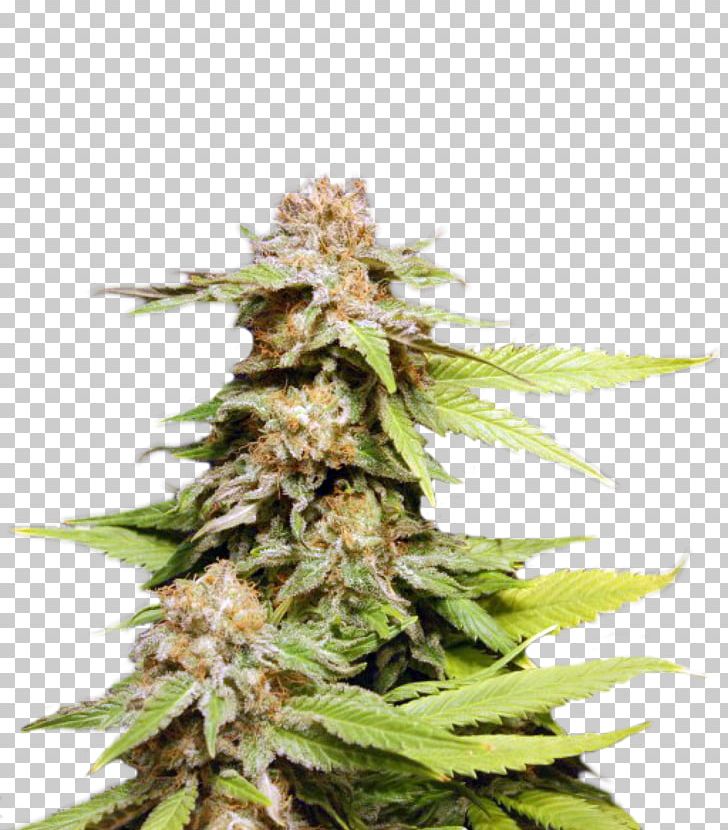 Kush Autoflowering Cannabis Seed Bank PNG, Clipart, Autoflowering Cannabis, Cannabidiol, Cannabis, Cannabis Ruderalis, Cannabis Sativa Free PNG Download