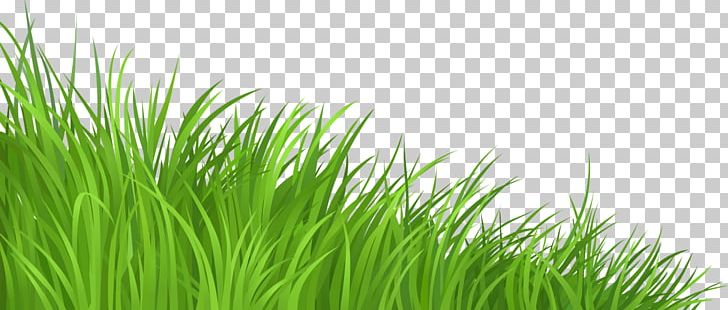 Lawn PNG, Clipart, Artificial Grass, Cartoon, Cartoon Grass, Chrysopogon Zizanioides, Commodity Free PNG Download