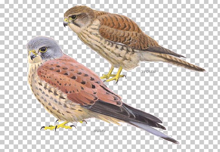 Bird Netherlands Common Kestrel Peregrine Falcon PNG, Clipart, American Kestrel, American Sparrows, Beak, Bird, Birdlife Netherlands Free PNG Download