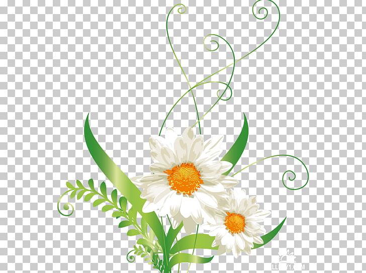 Common Daisy Oxeye Daisy Barberton Daisy Daisy Family PNG, Clipart, Chamaemelum Nobile, Chamomile, Common Sunflower, Cut Flowers, Daisies Free PNG Download