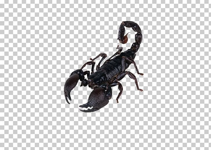 Scorpion PNG, Clipart, Animal, Arachnid, Arthropod, Black, Cartoon Scorpion Free PNG Download
