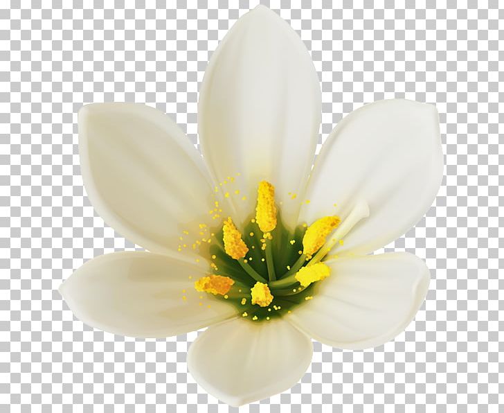 White Wine Flower PNG, Clipart, Color, Desktop Wallpaper, Flower, Flower Bouquet, Flowering Plant Free PNG Download