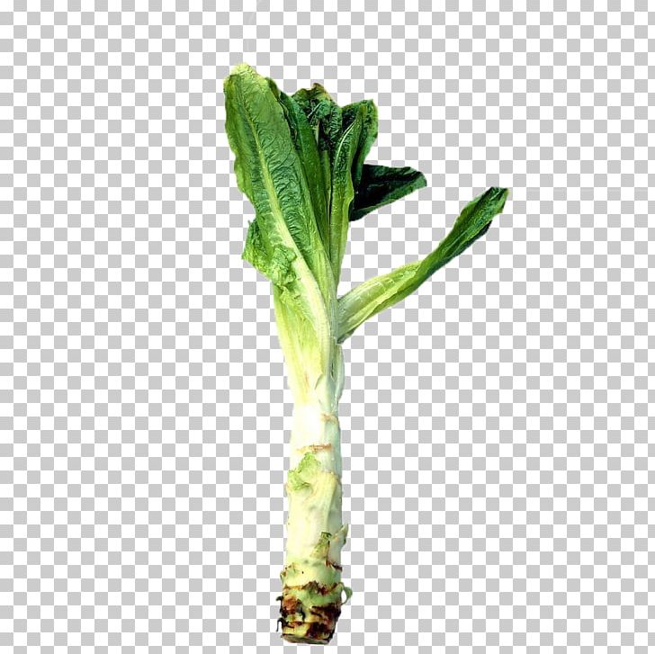 Celtuce Horseradish Leaf Root Food PNG, Clipart, Cabbage, Cabbages, Celtuce, Cooking, Crunchy Free PNG Download