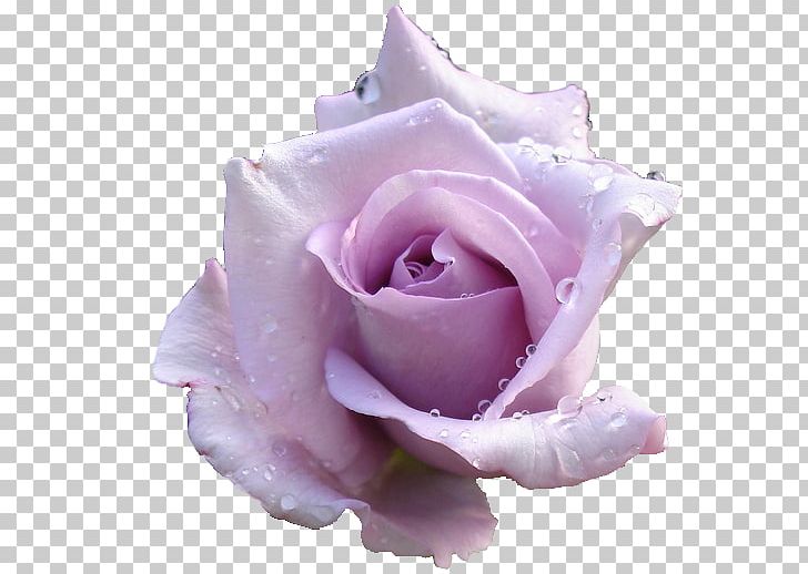 Rose Lavender Desktop Pink PNG, Clipart, Baby Breath Flower, Blue, Closeup, Color, Cut Flowers Free PNG Download
