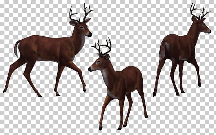 Deer Elk Drawing PNG, Clipart, Animals, Antelope, Antler, Deer, Deers Free PNG Download