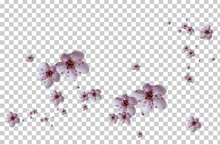 Petal Flower PNG, Clipart, Blossom, Branch, Cherry Blossom, Color, Desktop Wallpaper Free PNG Download