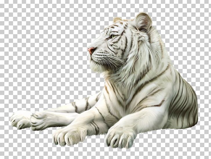 Tiger Lion Cat Gray Wolf Animal PNG, Clipart, Animal, Animals, Big Cat, Big Cats, Blog Free PNG Download