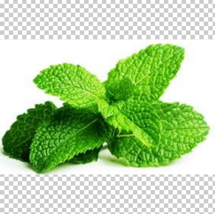 Chewing Gum Peppermint Mentha Spicata Herb Leaf PNG, Clipart, Chewing Gum, Eating, Essential Oil, Flavor, Food Drinks Free PNG Download