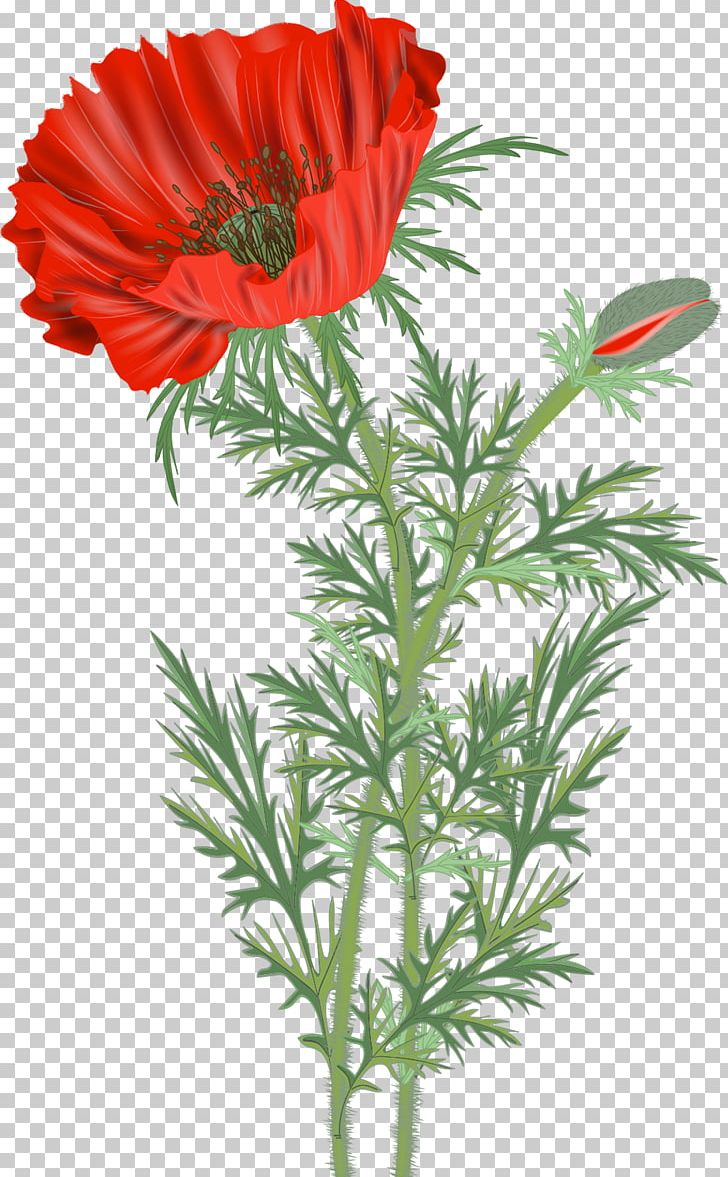 Common Poppy Flower PNG, Clipart, Annual Plant, Chrysanths, Common Poppy, Coquelicot, Cut Flowers Free PNG Download