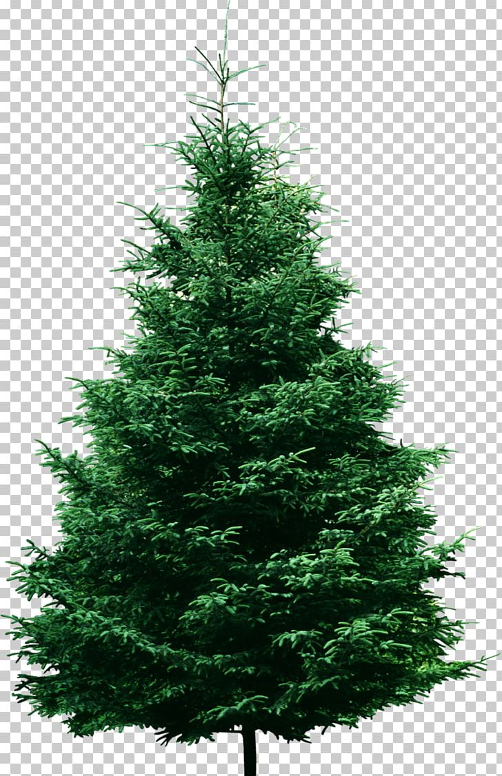 Fraser Fir Pine Tree PNG, Clipart, Balsam Fir, Biome, Christmas Decoration, Christmas Ornament, Christmas Tree Free PNG Download