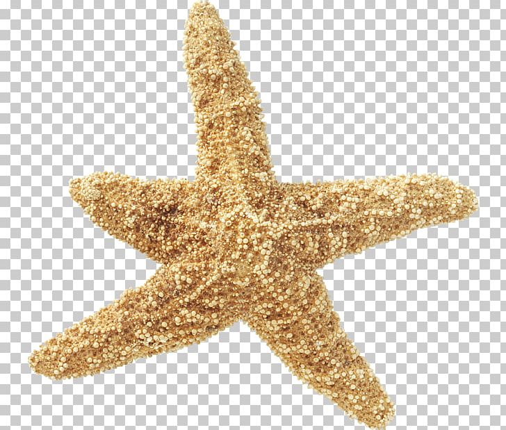 Starfish Sea Echinoderm Invertebrate PNG, Clipart, Animals, Caltech, Digital Image, Echinoderm, Fauna Free PNG Download
