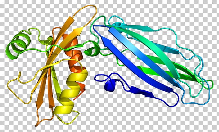 AP2A2 AP2 Adaptor Complex Protein Subunit Gene PNG, Clipart, 1 B, 9 K, B 9, Food, Gene Free PNG Download