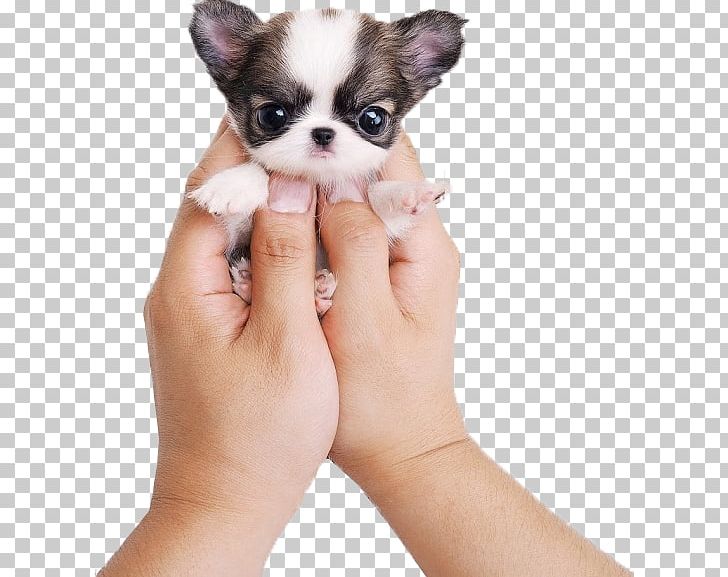 Chihuahua Siberian Husky Puppy Cat Cuteness PNG, Clipart, Animal, Animals, Boo, Carnivoran, Cat Free PNG Download
