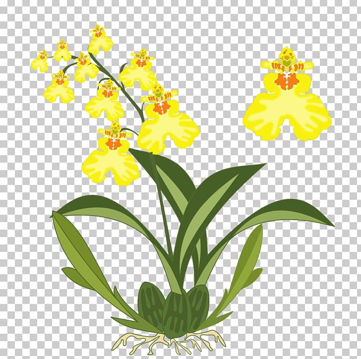 Dancing-lady Orchid Plant Cattleya Orchids PNG, Clipart, Boat Orchid, Cattleya Orchids, Color, Cut Flowers, Dancinglady Orchid Free PNG Download