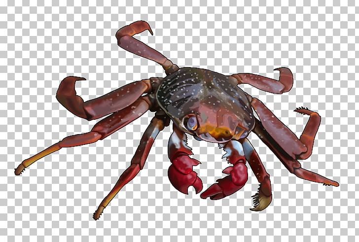 Dungeness Crab Freshwater Crab Cangrejo Louisiana Crawfish PNG, Clipart, Animal Source Foods, Arthropod, Canary Islands, Cangrejo, Carapace Free PNG Download