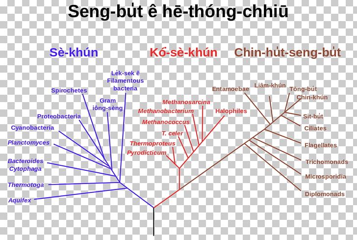 Phylogenetic Tree Phylogenetics Single-access Key Tree Of Life PNG, Clipart, Angle, Area, Biology, Clade, Cladogram Free PNG Download