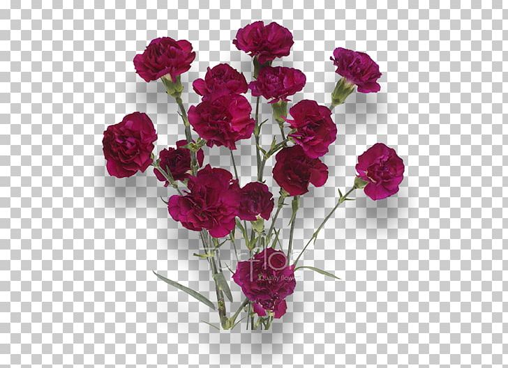 Turflor Carnation Cut Flowers MINI PNG, Clipart, Annual Plant, Artificial Flower, Carnation, Colombia, Cut Flowers Free PNG Download