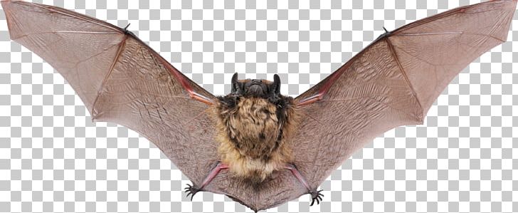Vampire Bat Raccoon Animal Echolocation PNG, Clipart, 4 Pics 1 Word, Android, Animal Figure, Animals, Ball Free PNG Download