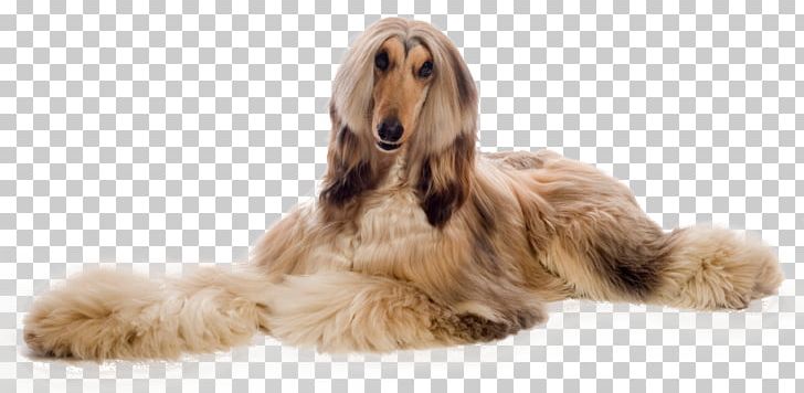 Afghan Hound Dog Grooming Dog Breed Pet Greyhound PNG, Clipart, Afghan Hound, Animal Sports, Borzoi, Breed, Carnivoran Free PNG Download