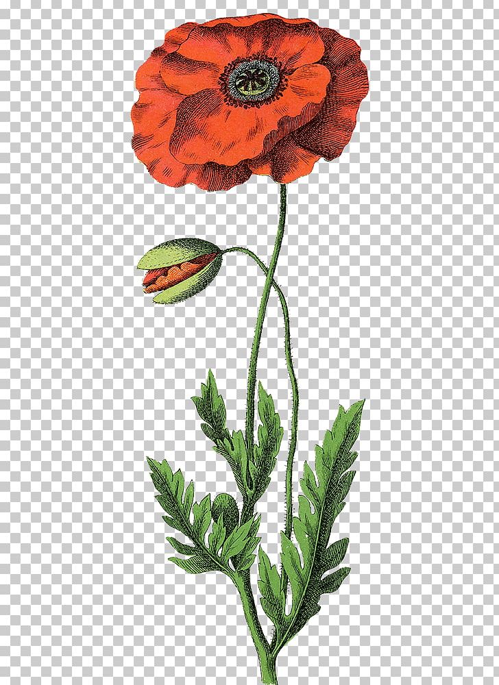 Common Poppy Botanical Illustration Botany Opium Poppy PNG, Clipart, Anemone, Botanical Illustration, Botany, Bud, California Poppy Free PNG Download