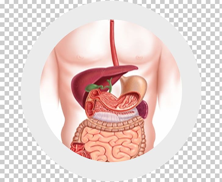Gastrointestinal Tract Digestion Human Digestive System Endoscopy Gastroenterology PNG, Clipart, Cheek, Digestion, Disease, Ear, Elimination Free PNG Download
