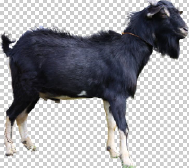Jamnapari Goat Boer Goat Ahuntz Kalahari Red Cattle PNG, Clipart, Ahuntz, Animals, Aqiqah, Boer Goat, Cara Free PNG Download