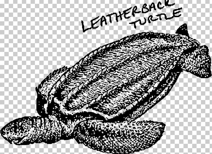 Loggerhead Sea Turtle Leatherback Sea Turtle Tortoise PNG, Clipart, Animal, Animals, Black And White, Computer Icons, Fauna Free PNG Download