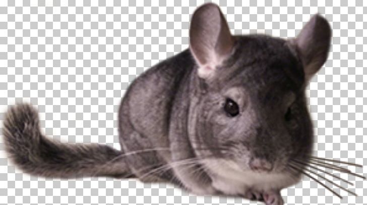Chinchilla Care Rodent Whiskers Fur PNG, Clipart, Animal, Best Practice, Breed, Care, Chinchilla Free PNG Download