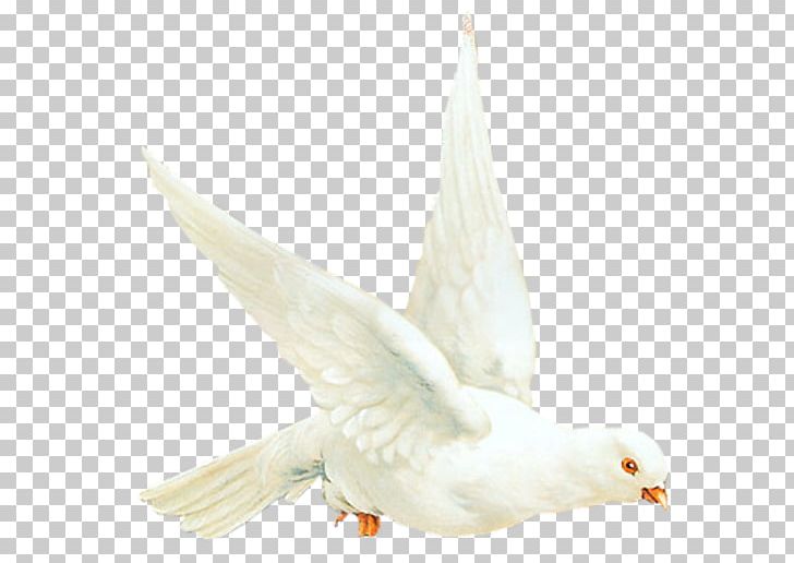 Colombes Bird Goose Cygnini Duck PNG, Clipart, 2016, Animals, Avatar, Beak, Bird Free PNG Download