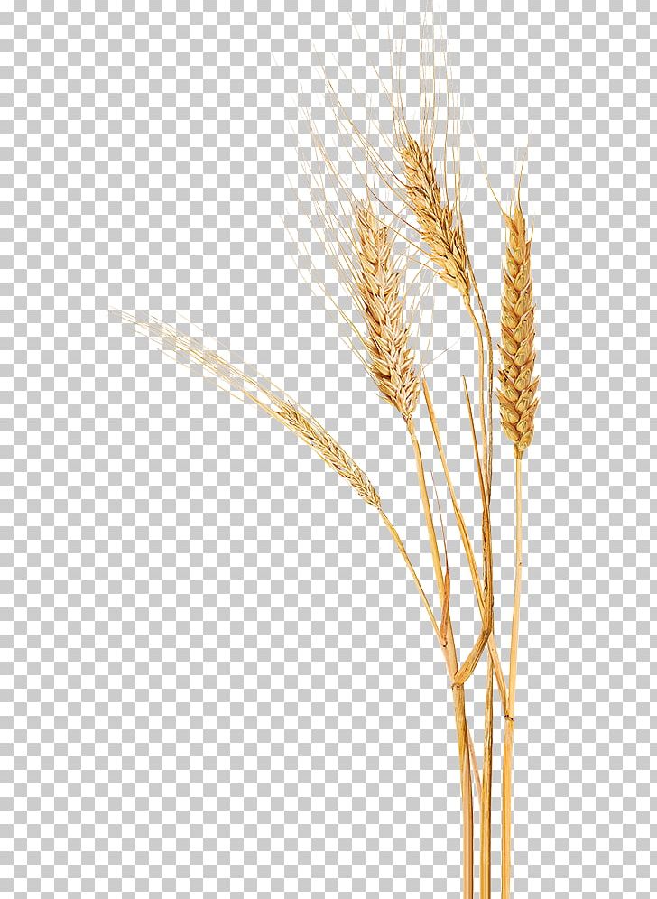 Dog Emmer Durum Einkorn Wheat Triticale PNG, Clipart, Barley, Cereal, Cereal Germ, Commodity, Dinkel Wheat Free PNG Download