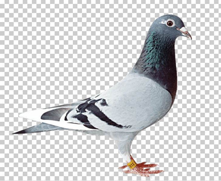 Homing Pigeon Racing Homer Pigeon Racing Fancy Pigeon PNG, Clipart, Animals, Beak, Bird, Breed, Columbiformes Free PNG Download