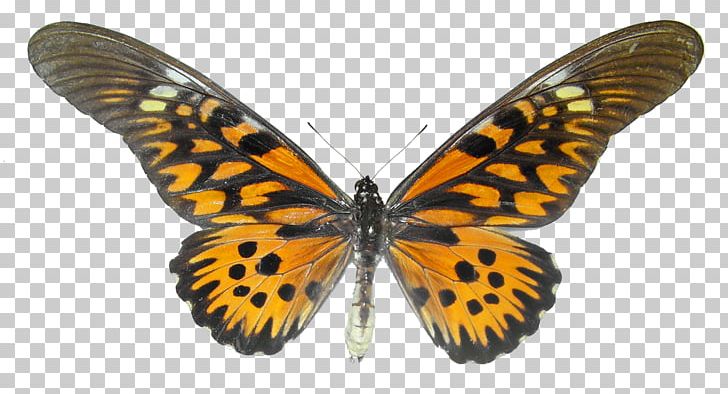 Monarch Butterfly Insect Butterflies And Moths Sticker Papilio Antimachus PNG, Clipart, Animal, Animals, Arthropod, Brush Footed Butterfly, Butterflies And Moths Free PNG Download
