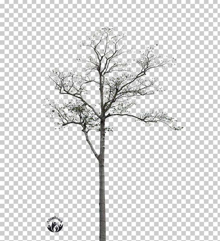 Twig Black And White Tree PNG, Clipart, Advertising, Black, Black And White, Branch, Flowering Plant Free PNG Download
