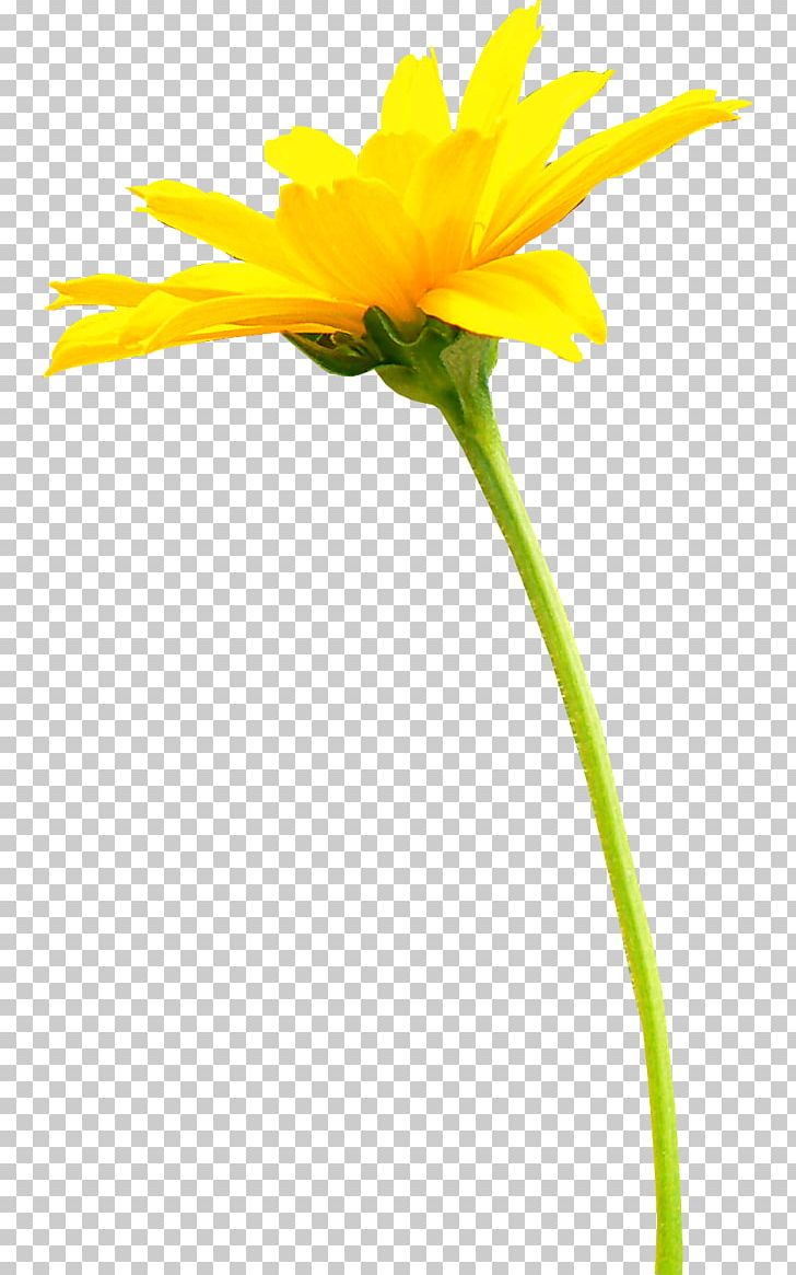 Chanel Transvaal Daisy Flower PNG, Clipart, Brands, Calendula, Chanel, Cut Flowers, Daisy Free PNG Download