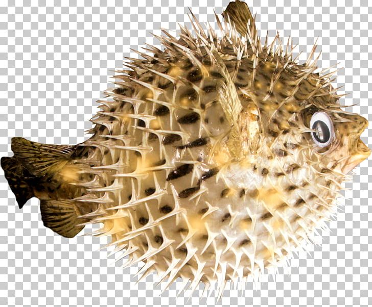 Eel Fish Fugu Sea Urchin Shark PNG, Clipart, Animal, Animals, Eel, Electric Eel, Fish Free PNG Download