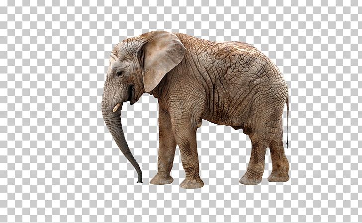 Giraffe Okapi Antelope African Elephant Lion PNG, Clipart, Animals, Baby Elephant, Cute Elephant, Elephant, Elephants Free PNG Download