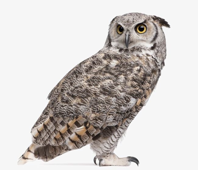 Lovely Owl PNG, Clipart, Animal, Animal Photography, Animal Pictures, Animals, Animal World Free PNG Download
